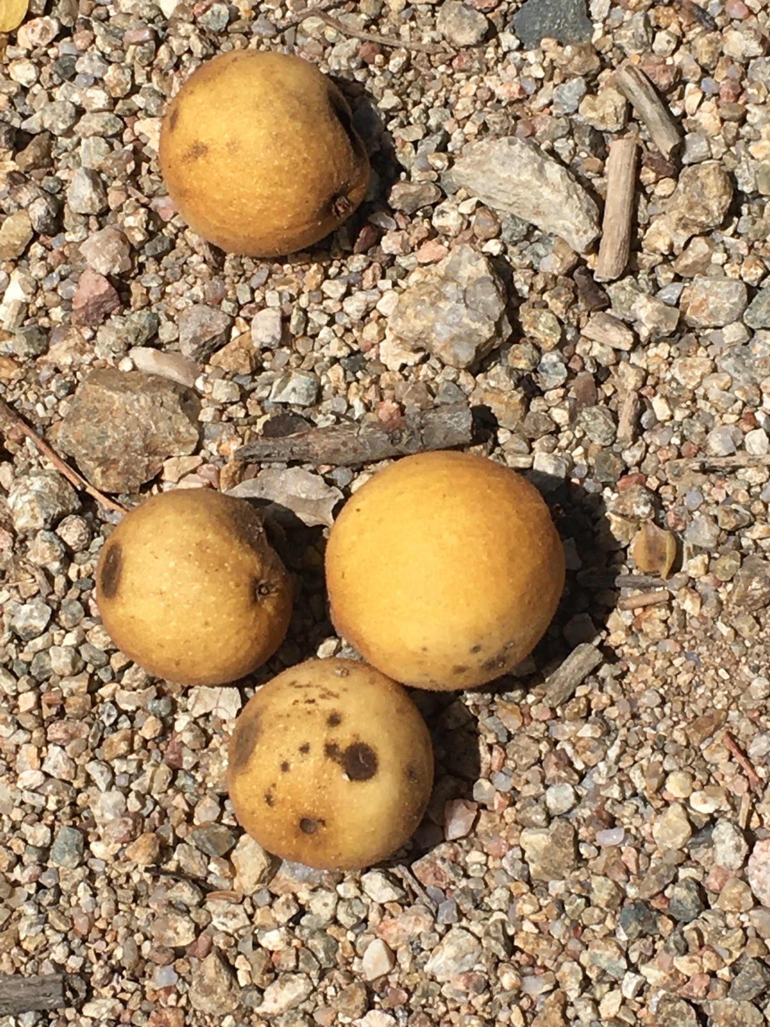 Four round, yellowish nuts laying on a rocky ground.
