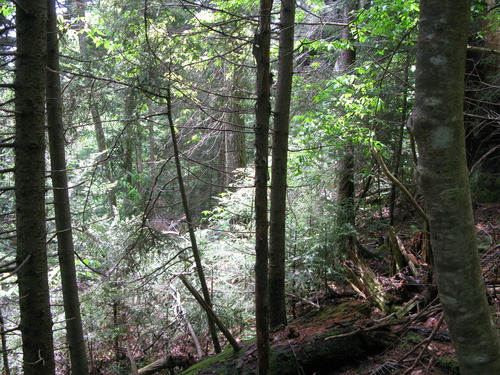 GRSM Accuracy Assessment. Plot Code: GRSM_AA_0138_5