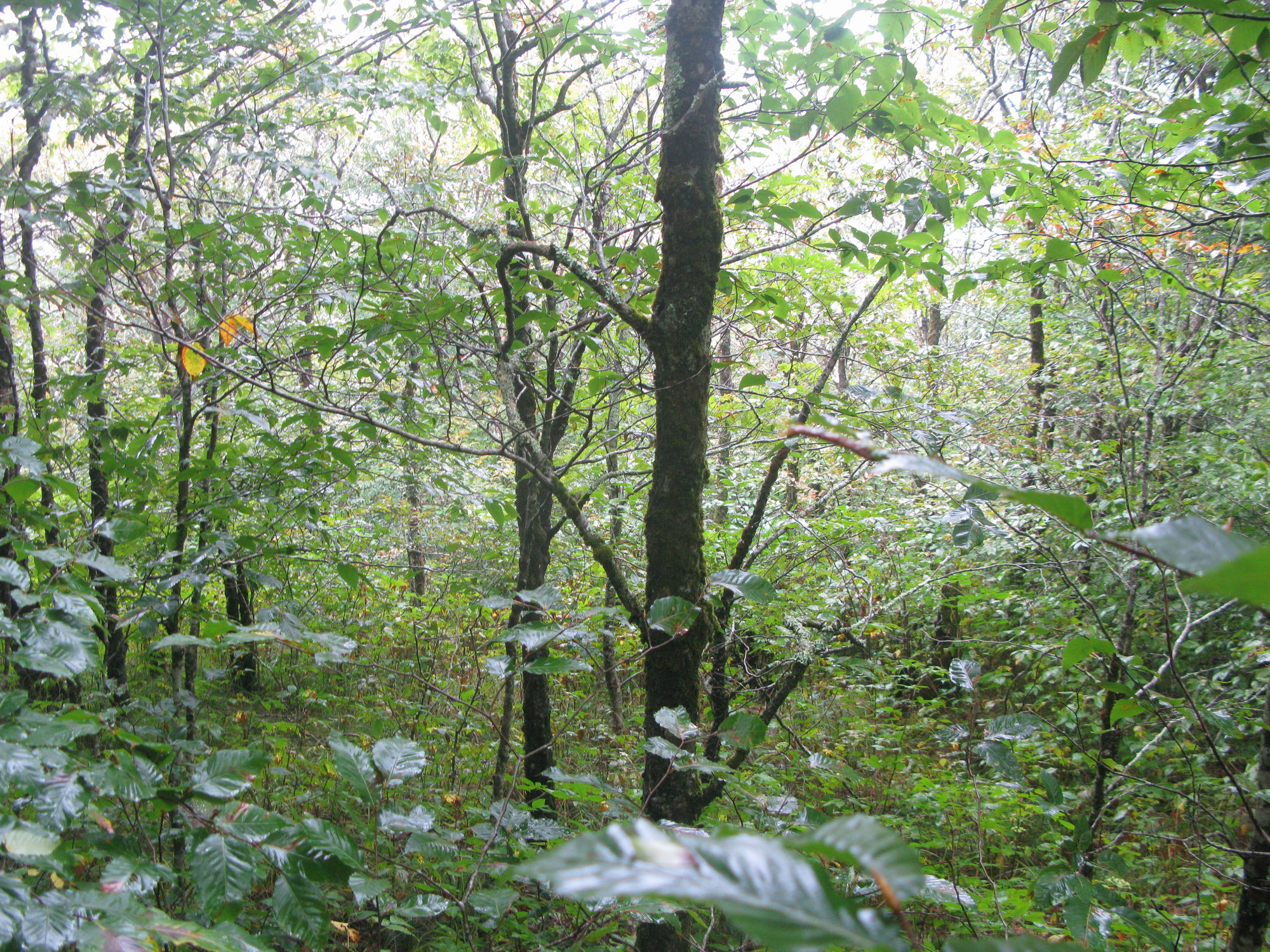 GRSM Accuracy Assessment. Plot Code: GRSM_AA_0508_4