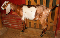 Brown and white goat standing at door