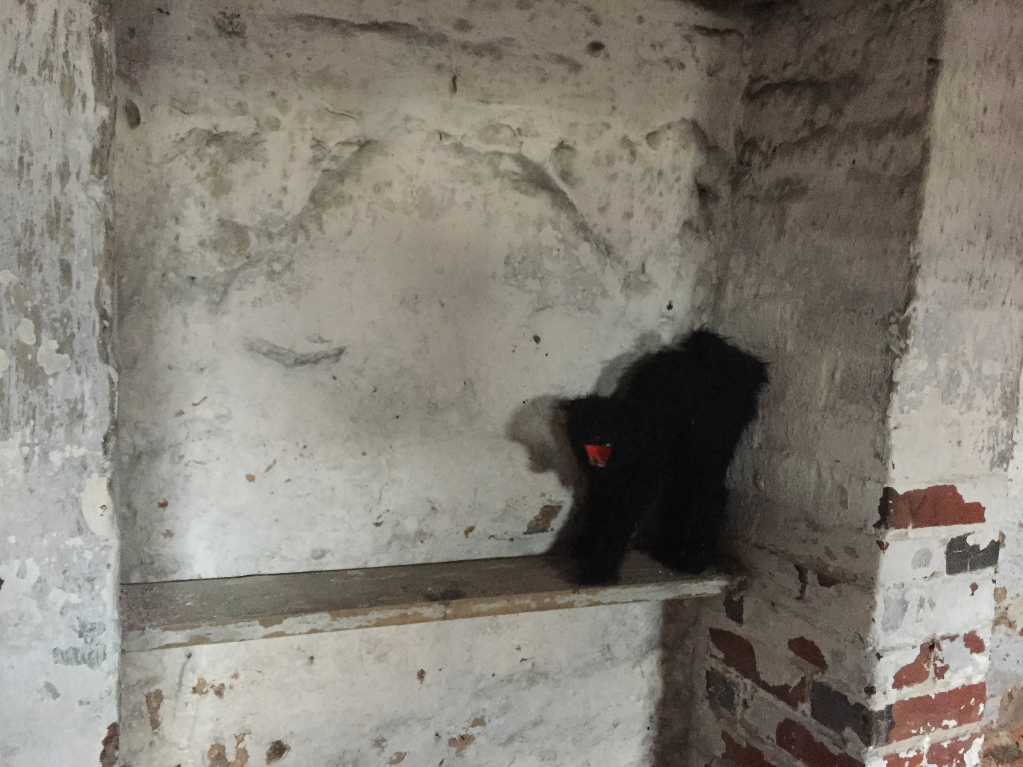Stuffed cat in a basement partially walled in