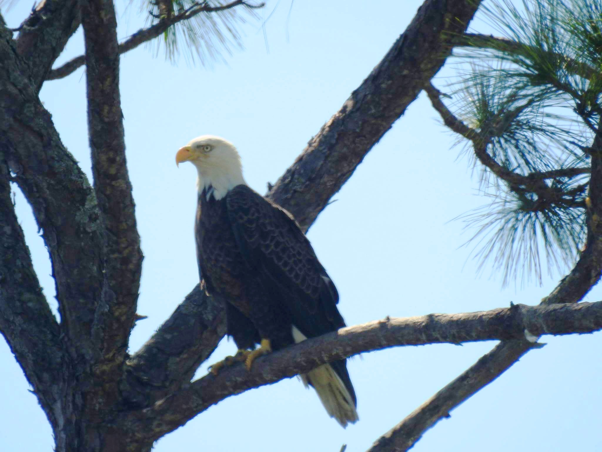 A bald eagle surveys the surroundings at Fort Matanzas National Monument.