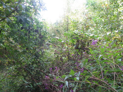 GRSM Accuracy Assessment. Plot Code: GRSM_AA_0718_4