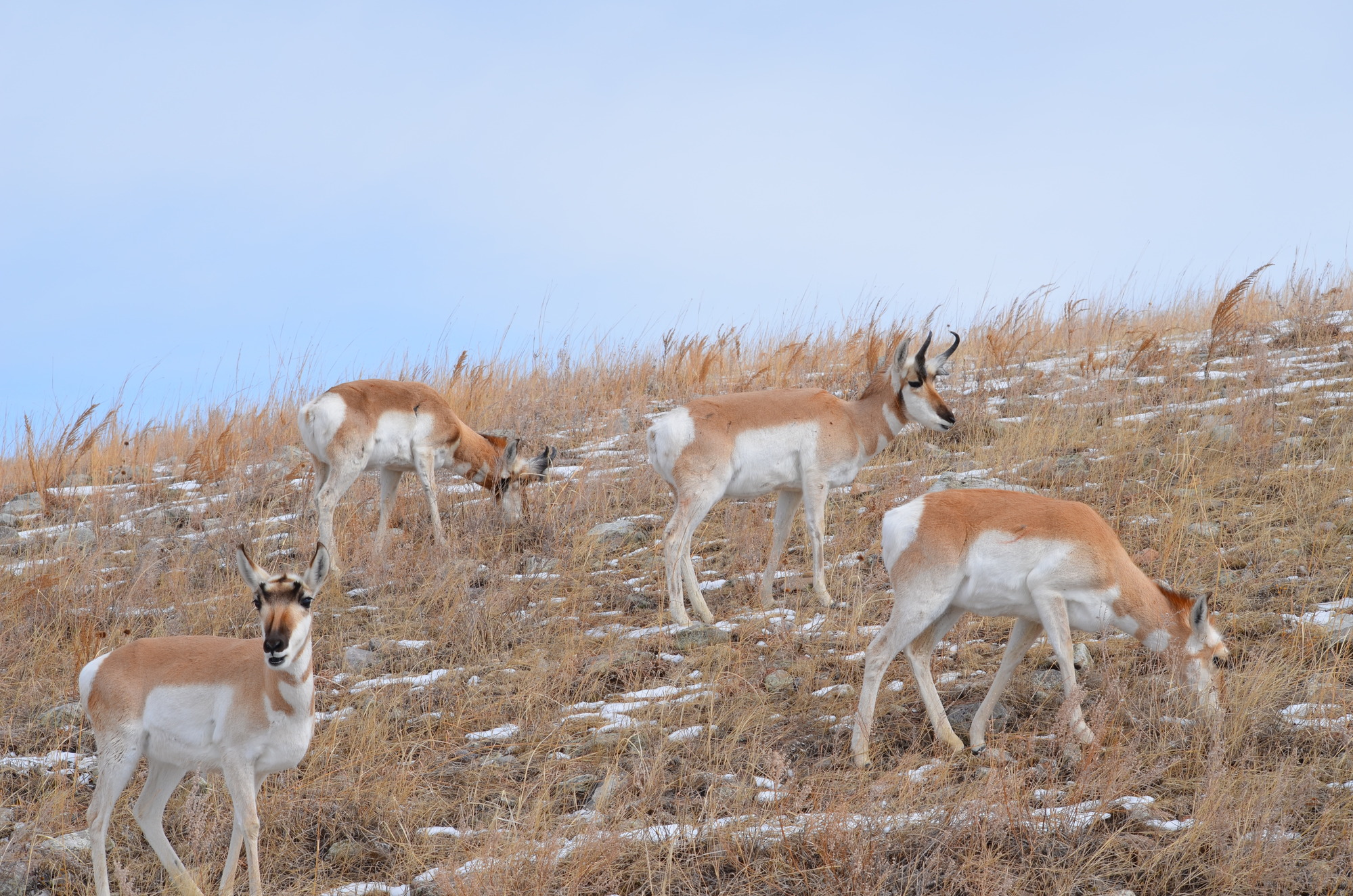 a group of four pronghorns graze on a snowy prairie, two have shorter horns