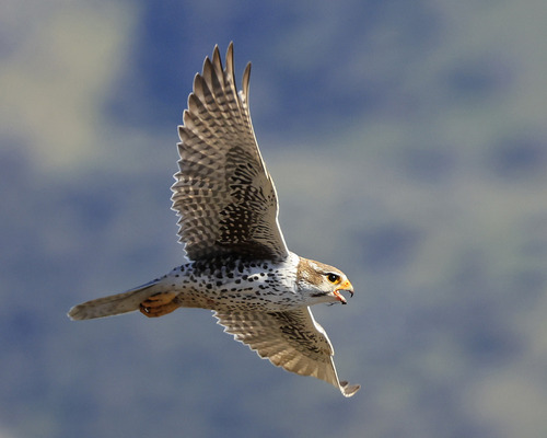 Prairie falcon with wings outstretched, mid-flight. It's beak is also open as it vocalizes.