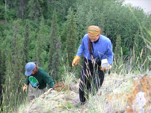 11 Yukon-Charley Rivers National Preserve Peregrine Falcon Survey July 2006