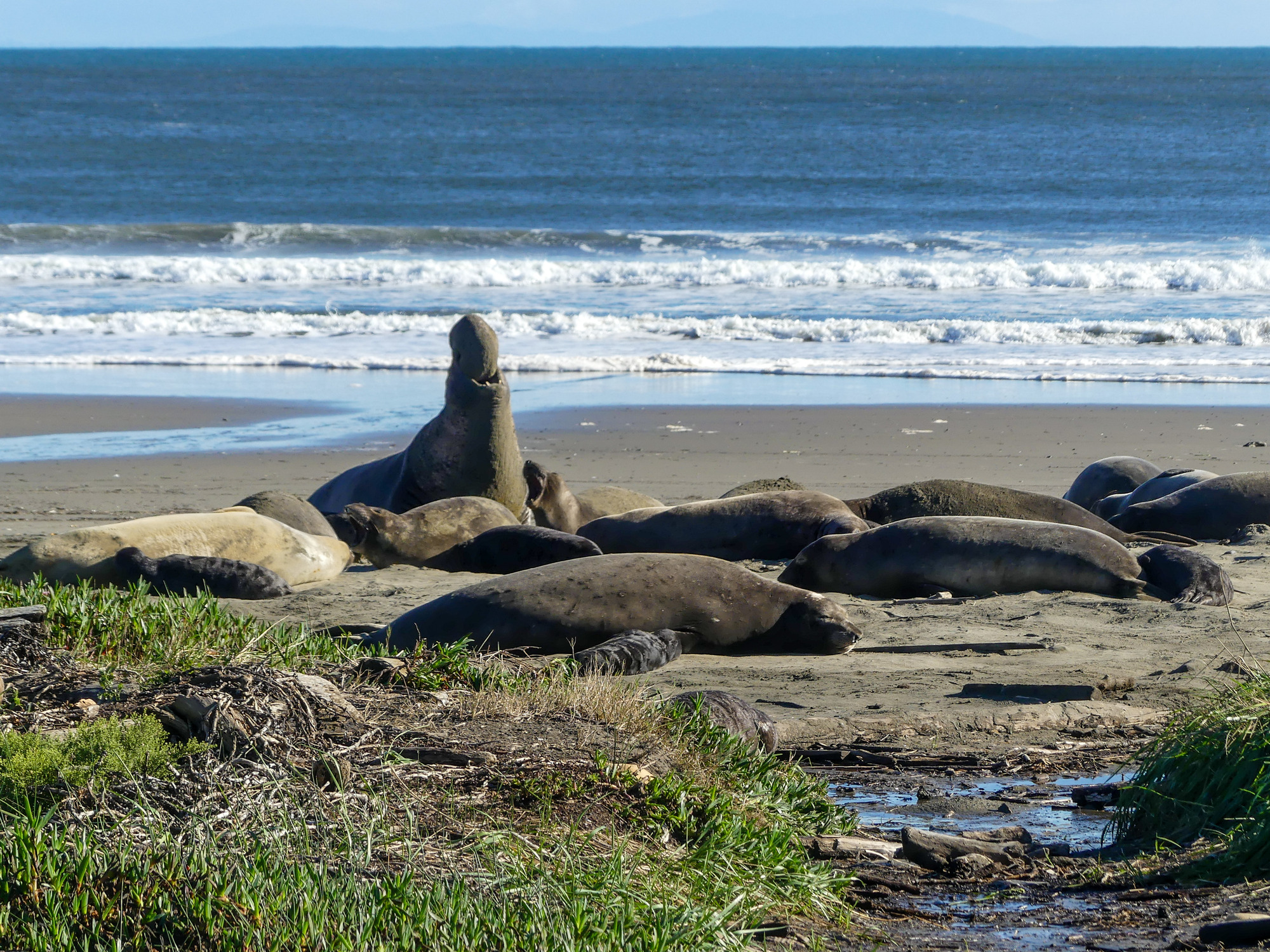 Large elephant seal with a big proboscis rears his head back, vocalizing as two females also vocalize and all the other seals on the beach appear to be snoozing.