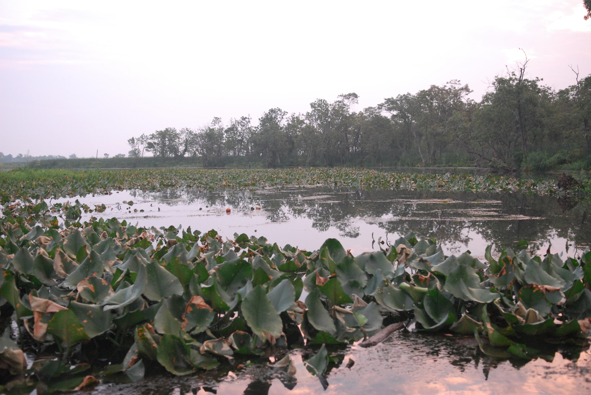 Spatterdock at Dyke Marsh Wildlife Preserve