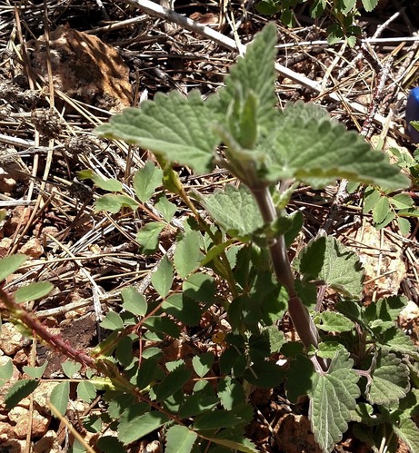 Wild Mint plant