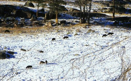 Wolves at Yellowstone National Park