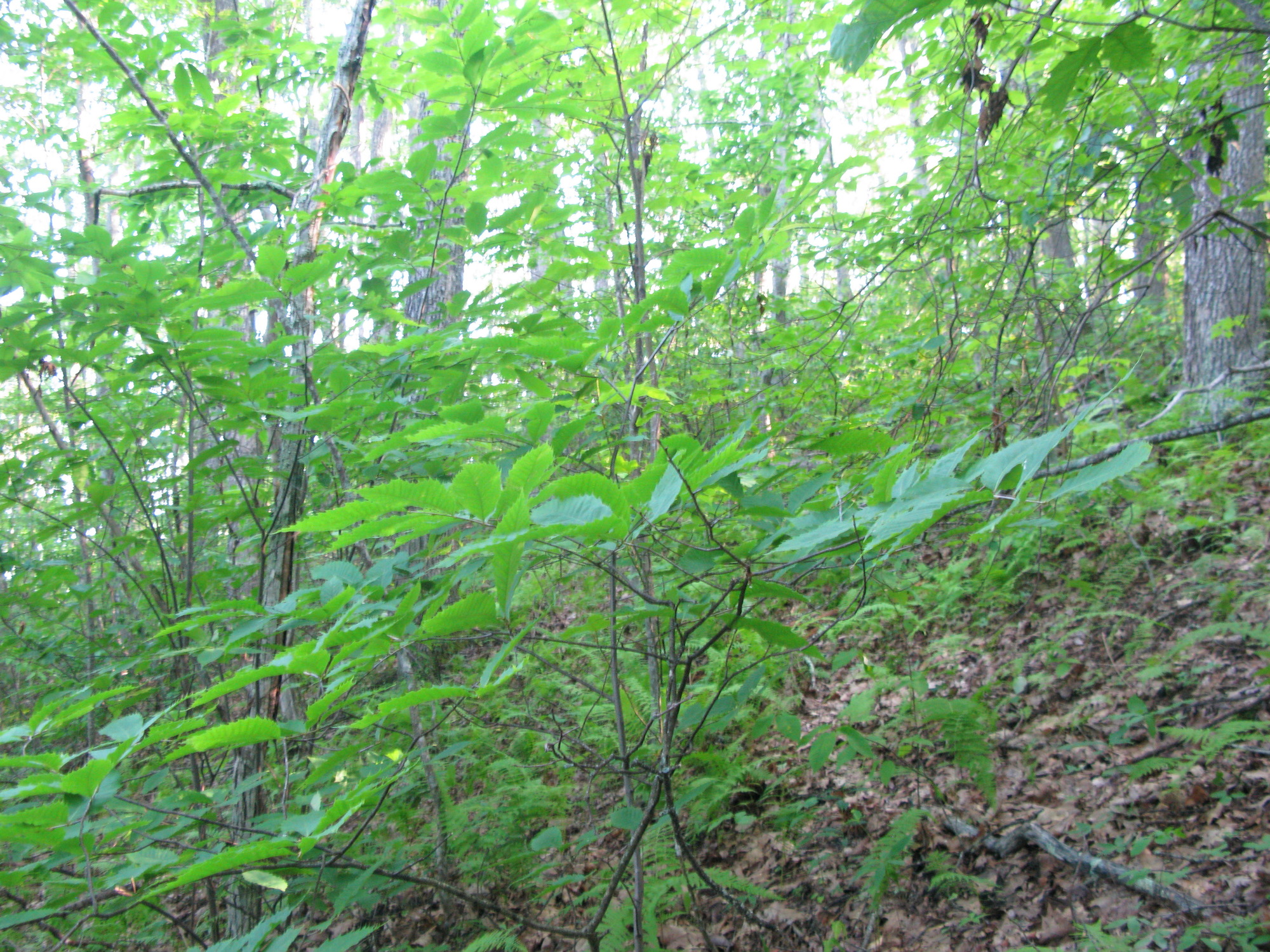 GRSM Accuracy Assessment. Plot Code: GRSM_AA_0251_2