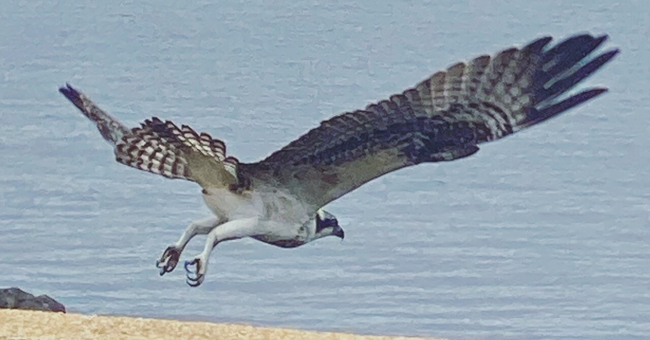 Osprey