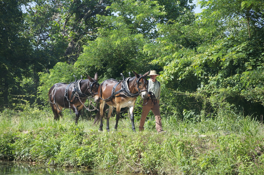 A mule driver leads the mules along the canal. 