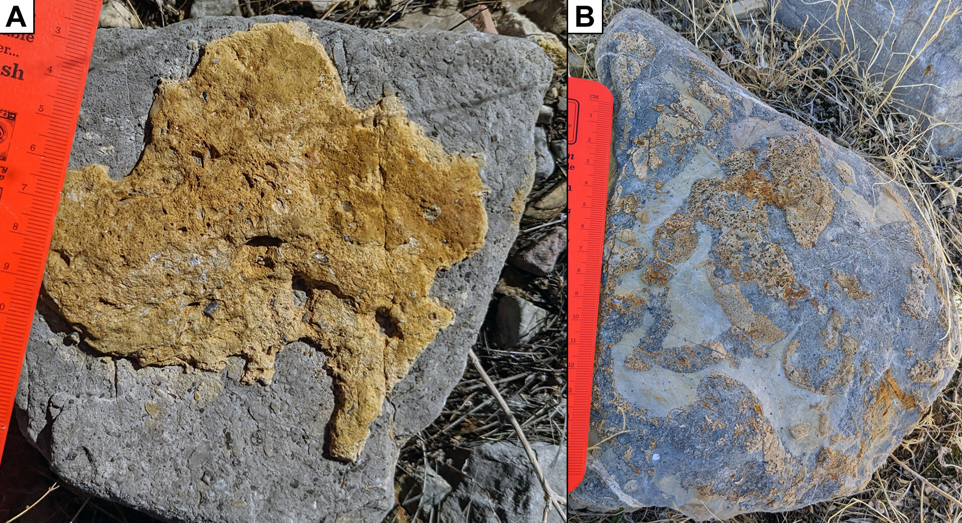 Figure 11. A compound figure made up of two photos, marked A and B left and right. A shows a light brownish patch on a medium gray rock. B shows a rock with dark gray and light gray patches, with light brown on some of the darker gray patches.