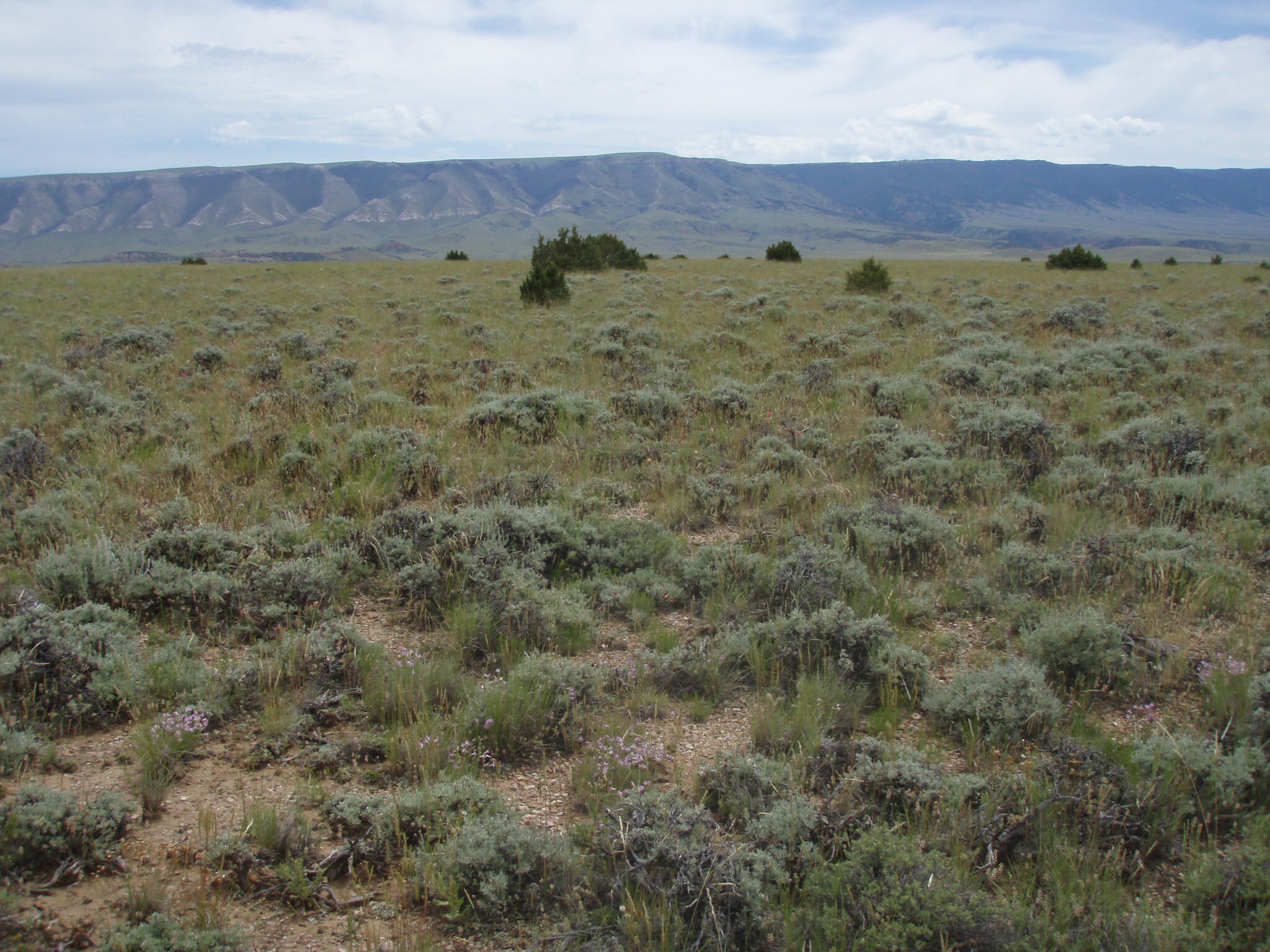 Image of vegetation and landscape in Bighorn Canyon