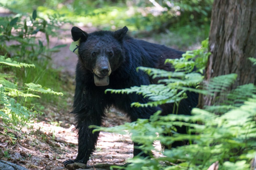 Black bear with ear tag and tracking collar