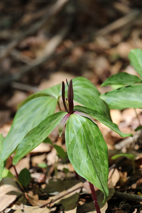 A thin brown colored flower growing from a plant with 3 large green petals on a purple-red stem.