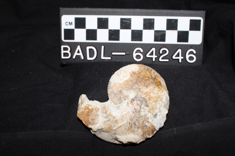 Spiral shell-like shape against ruler showing length of approximately 6 centimeters and label: "BADL - 64246"