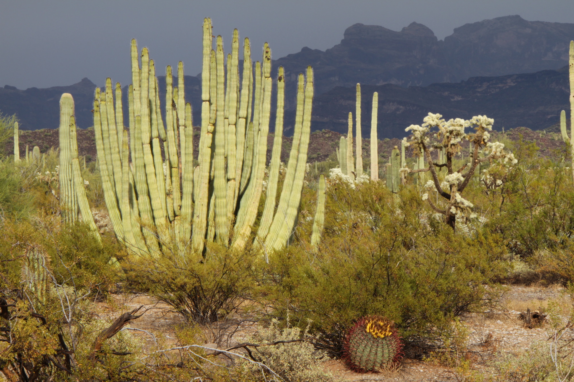 A large organ pipe cactus surrounded by creosote, cholla, and a barrel cactus nearby.