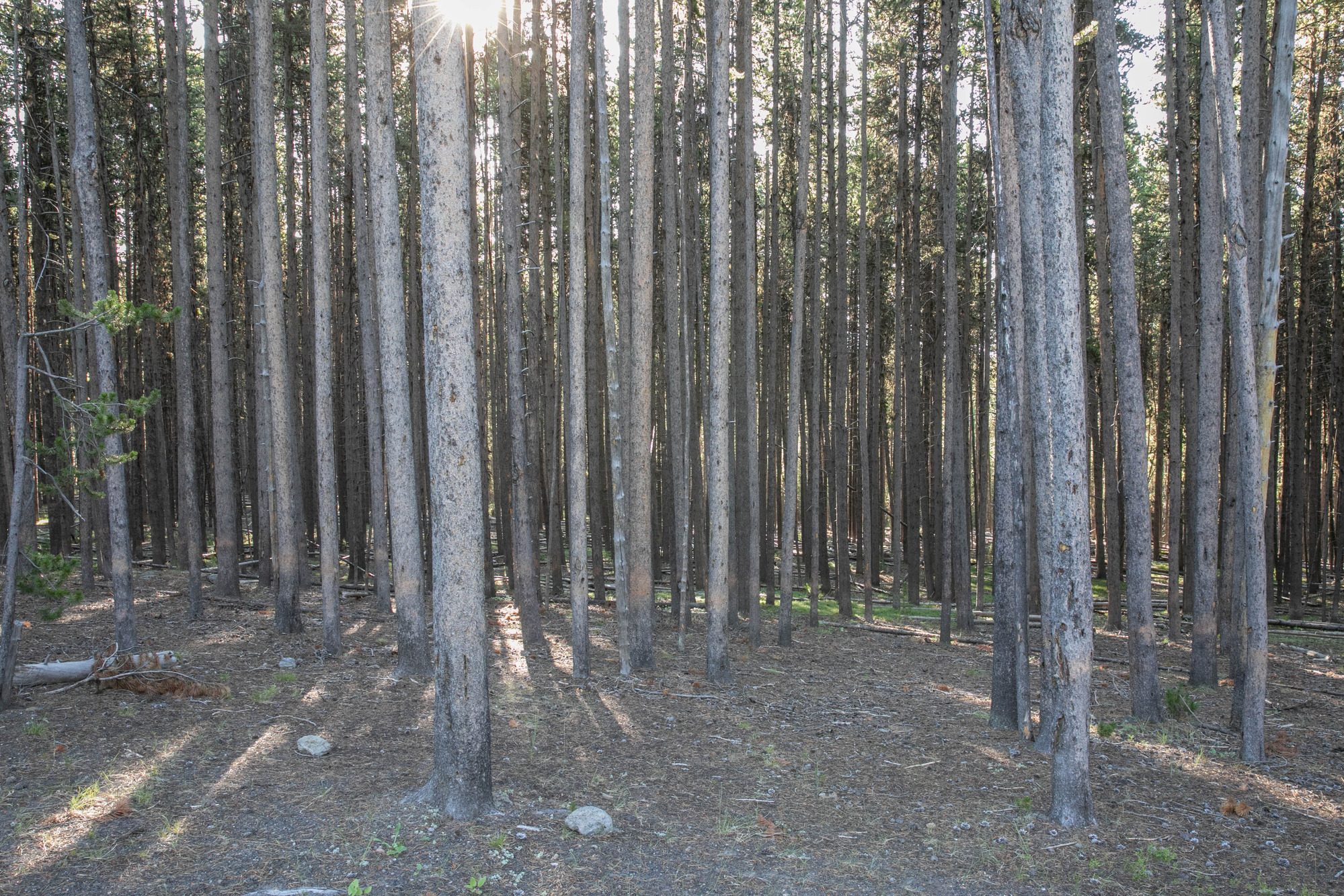 Looking into a forest of trees which are tall and straight and have pruned themselves of their lower branches.
