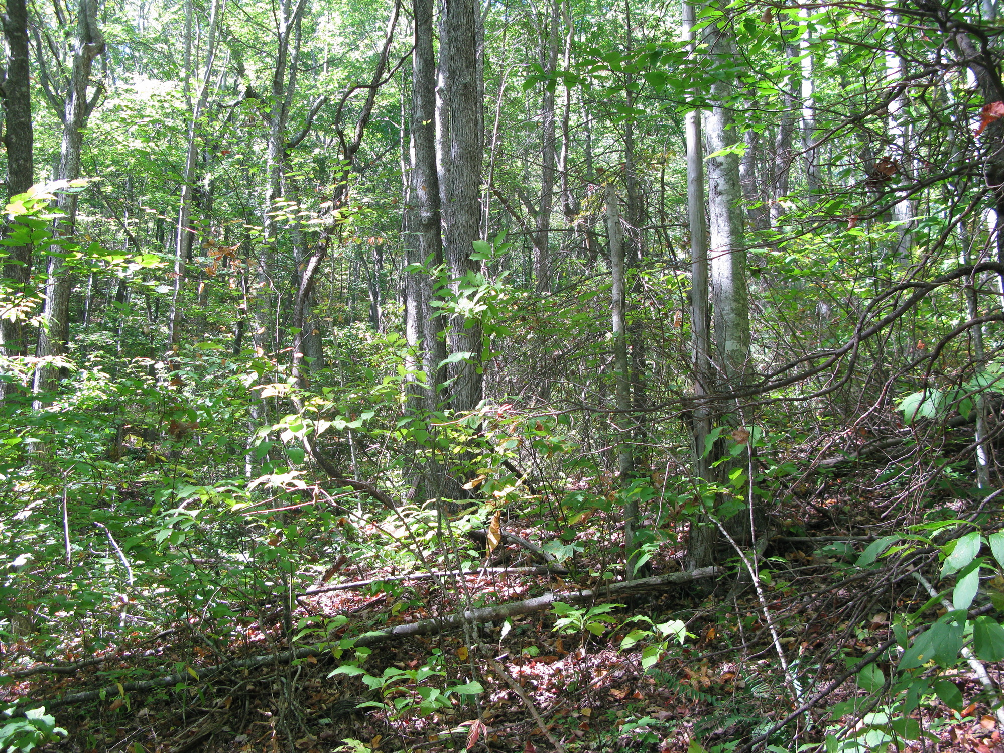 GRSM Accuracy Assessment. Plot Code: GRSM_AA_0229_6