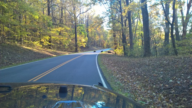 From the windshield of a vehicle, a two-lane road; 3 bears scamper across