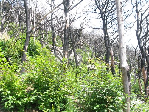 GRSM Accuracy Assessment. Plot Code: GRSM_AA_0840_3