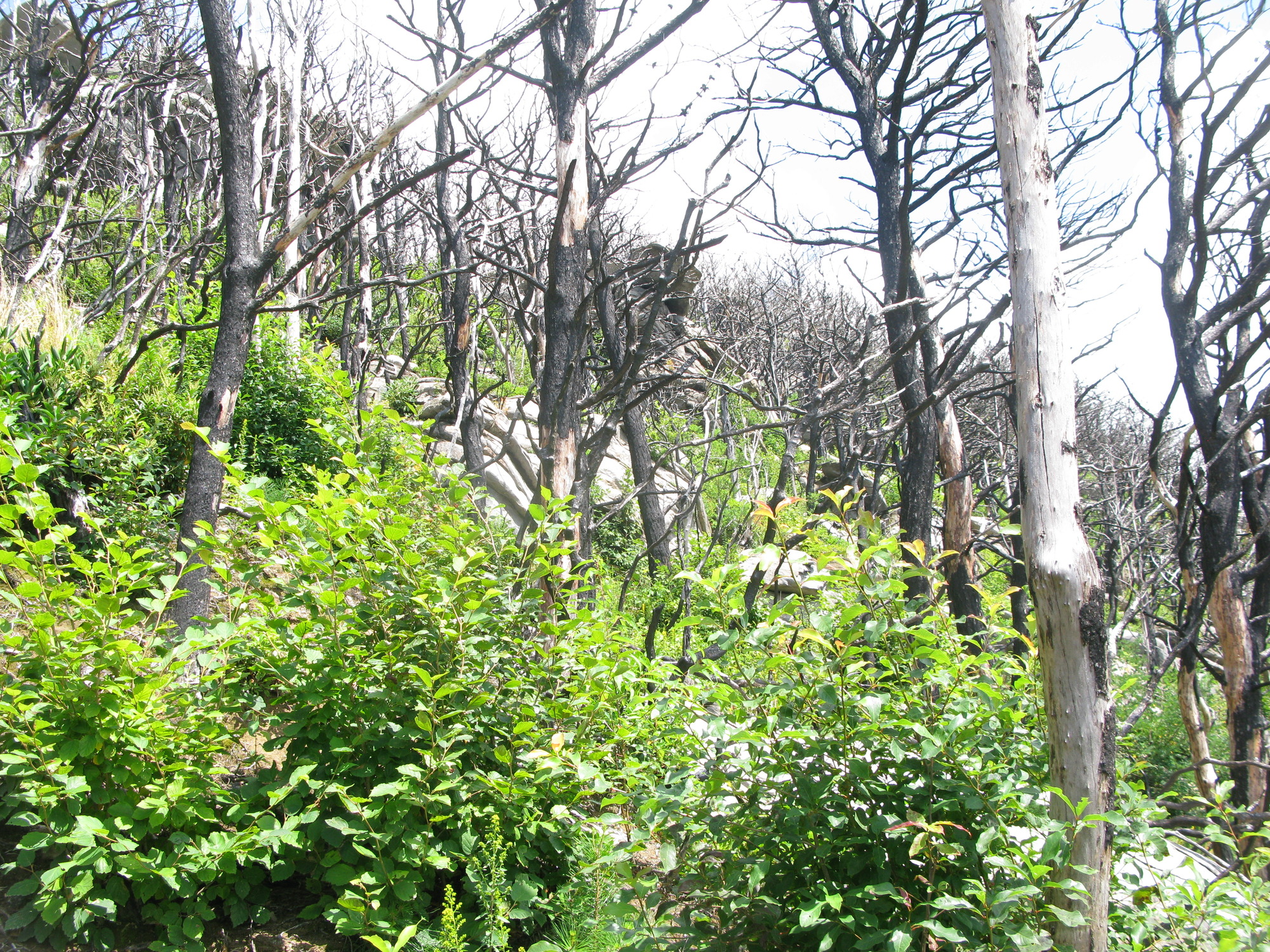 GRSM Accuracy Assessment. Plot Code: GRSM_AA_0840_3