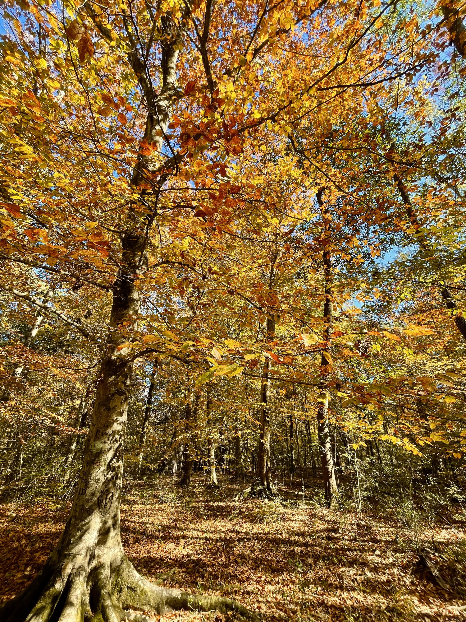 An American beech tree displays stunningly bright colors of yellow-orange-red leaves in a forest.