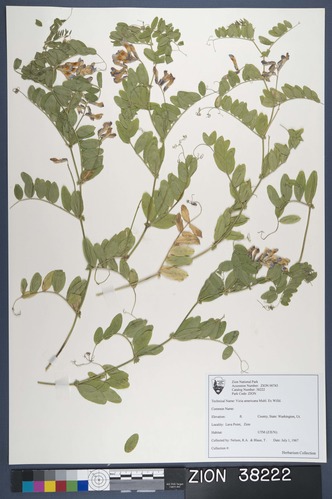 Herbarium Specimen Sheet 38222