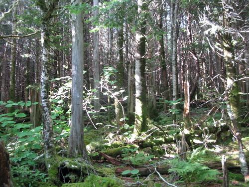 GRSM Accuracy Assessment. Plot Code: GRSM_AA_0786_2