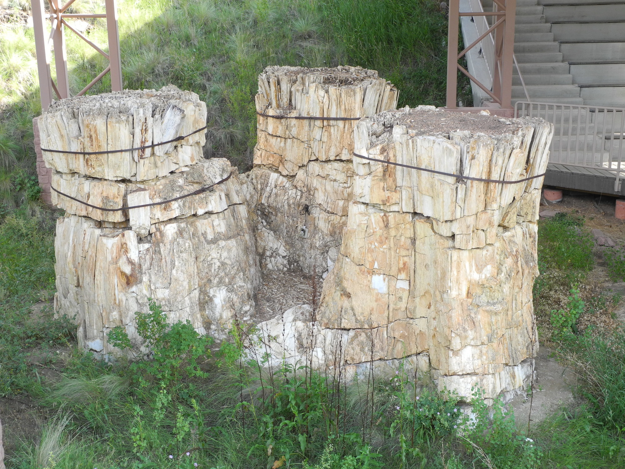 3 tan petrified wood stumps stick out from the ground. 