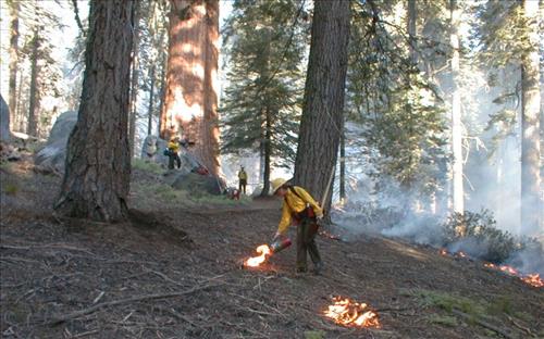 Circle wildfire used for resource benefit, Sequoia and Kings Canyon National Parks, summer 2002