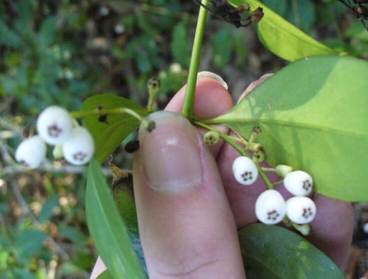 Finger holds a branch with small white berries