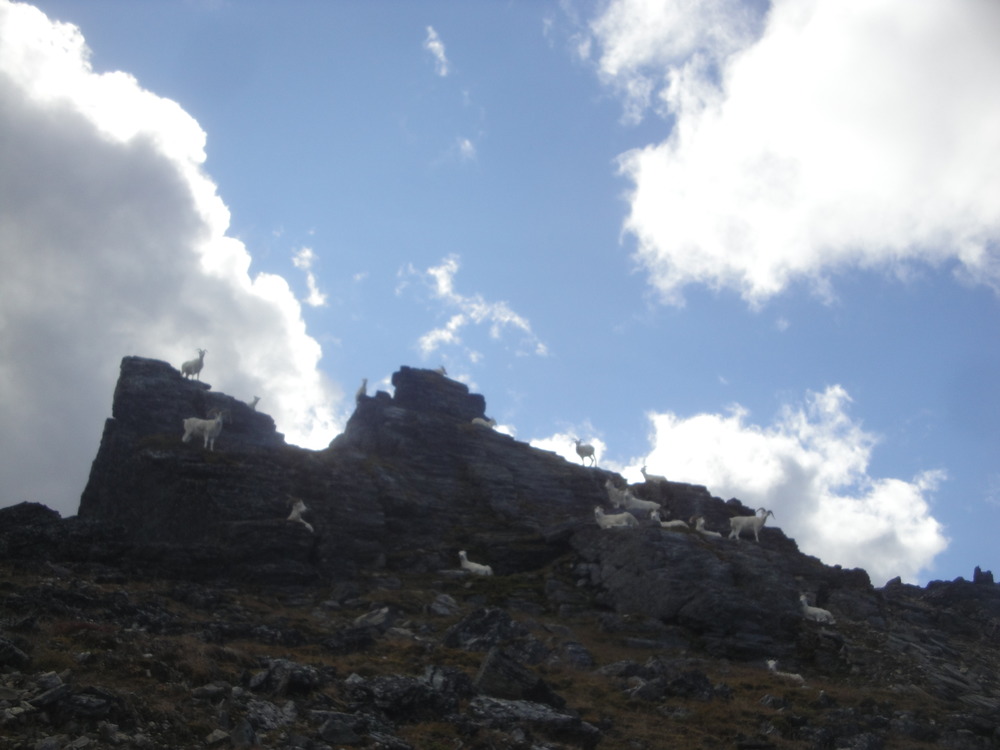 a dozen sheep on rocks atop a mountain