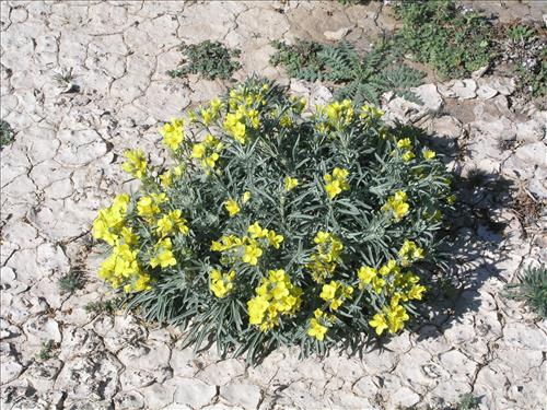 Lesquerella fendleri. Big Bend National Park, Dog Flat. February 2005