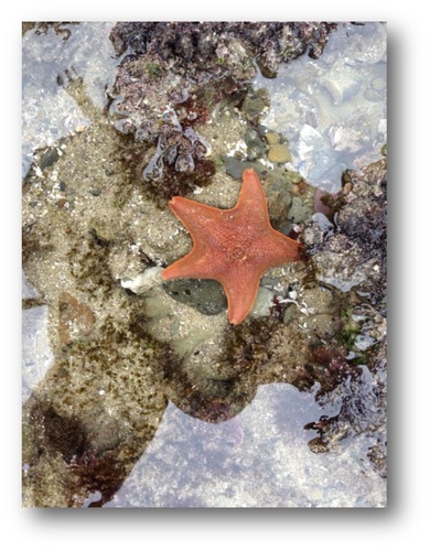 Bat Star (Patiria miniata)