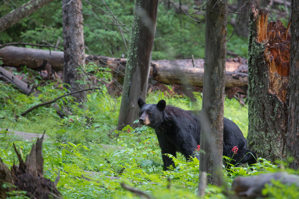 Black bear, Blacktail Plateau Drive