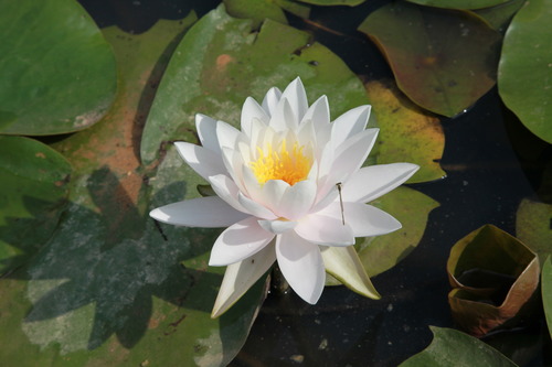 White winter hardy water lily