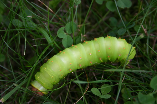 Moth Caterpillar