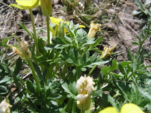 Selenia dissecta. Big Bend National Park, Dog Flat. February 2005