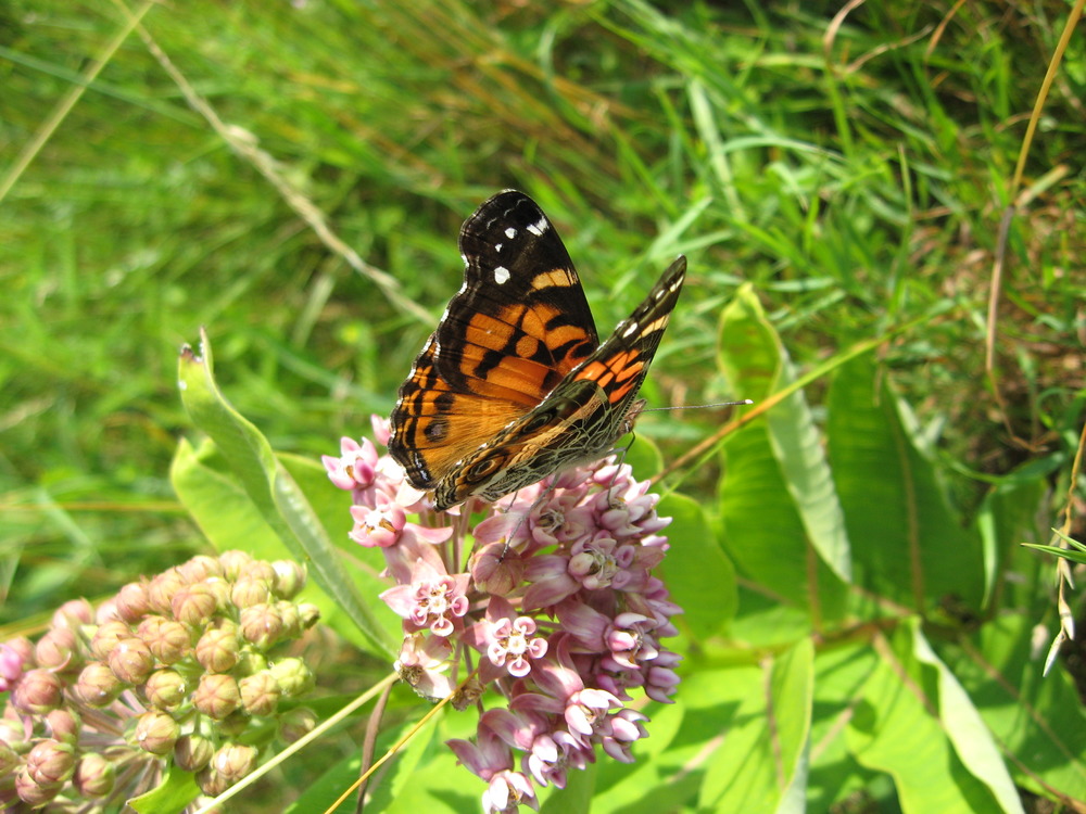 Amer Lady on Milkweed