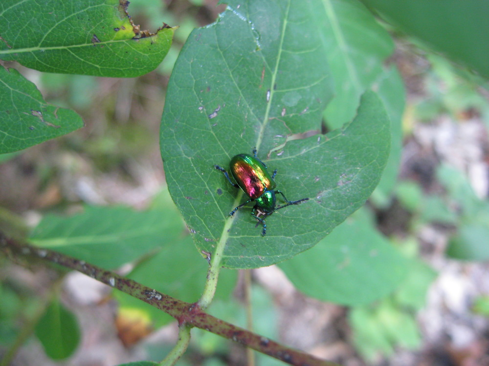 Dogbane Beetle
