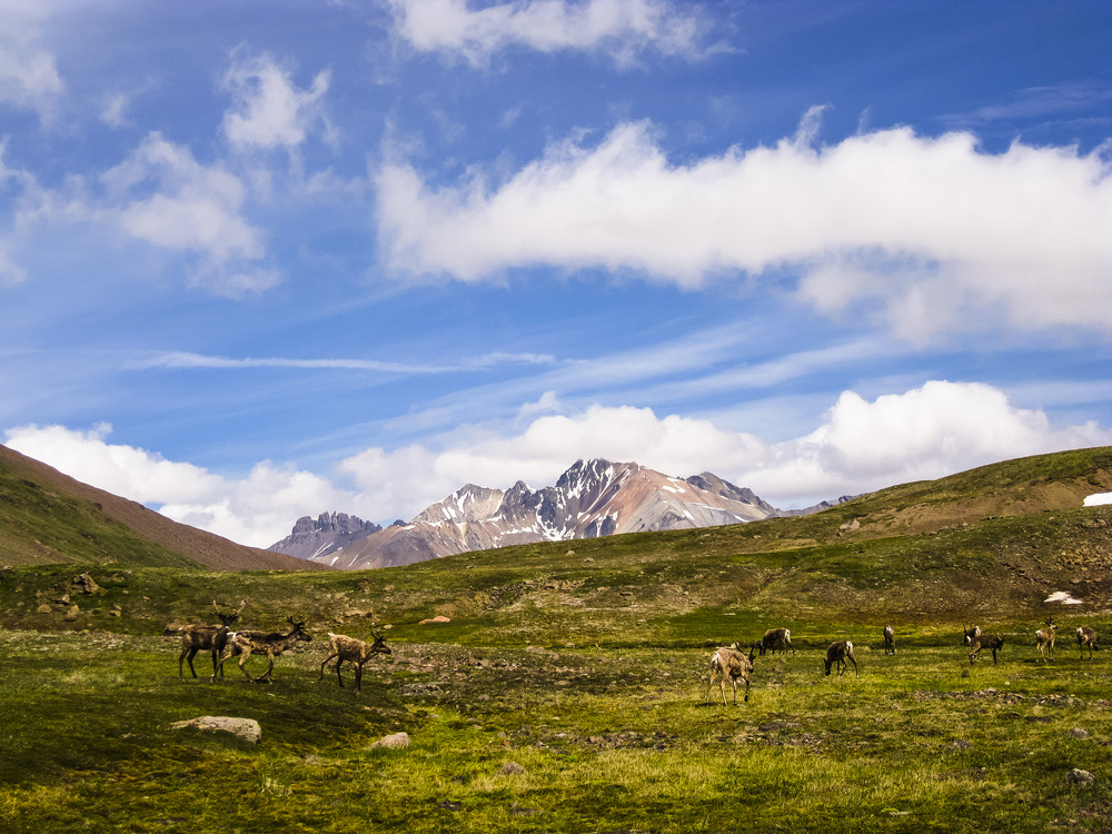 Goat Trail- Caribou in the Tundra