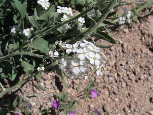 Dimorphocarpa wislizeni. Big Bend National Park, Panther Junction Housing Area. March 2005