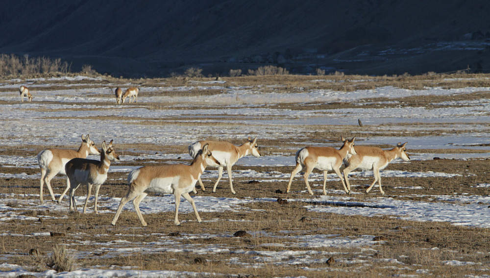 Pronghorn