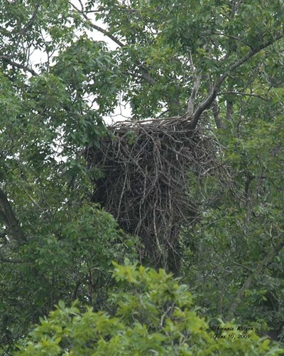 Empty Nest