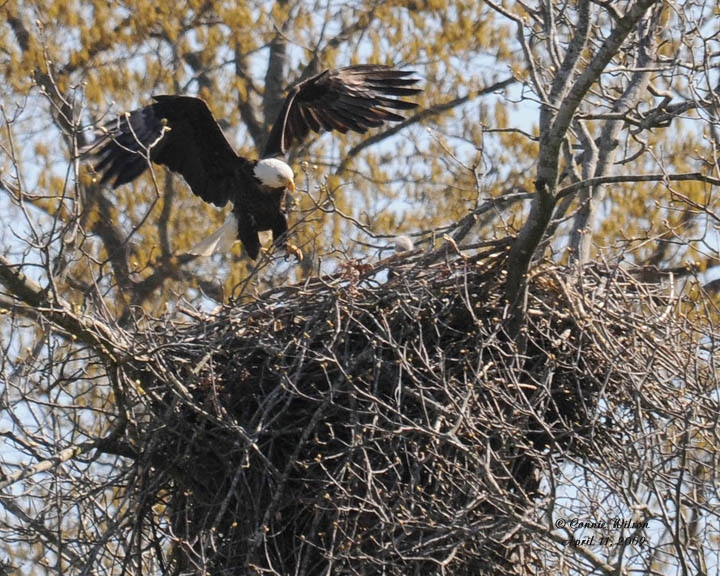Adult and Baby on nest