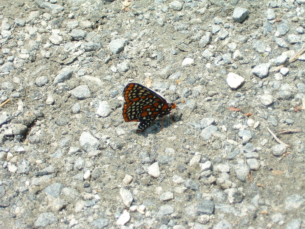 Baltimore Checkerspot (Euphydryas phaeton)