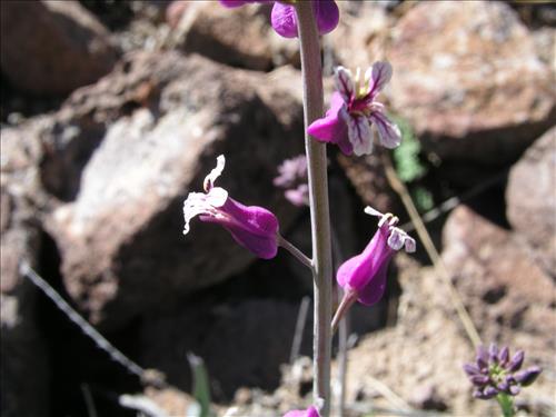 Streptanthus carinatus. Big Bend National Park, Route 13, mile 15. February 2005